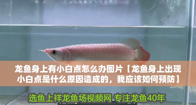 龍魚(yú)身上有小白點(diǎn)怎么辦圖片【龍魚(yú)身上出現(xiàn)小白點(diǎn)是什么原因造成的，我應(yīng)該如何預(yù)防】 龍魚(yú)身上有小白點(diǎn)怎么辦圖片【龍魚(yú)身上出現(xiàn)小白點(diǎn)是什么原因造成的，我應(yīng)該如何預(yù)防】 觀賞魚(yú)百科