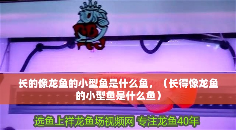 長(zhǎng)的像龍魚的小型魚是什么魚，（長(zhǎng)得像龍魚的小型魚是什么魚） 長(zhǎng)的像龍魚的小型魚是什么魚，（長(zhǎng)得像龍魚的小型魚是什么魚） 觀賞魚百科