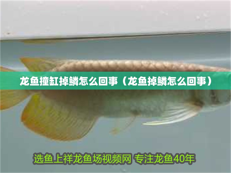 龍魚撞缸掉鱗怎么回事（龍魚掉鱗怎么回事）