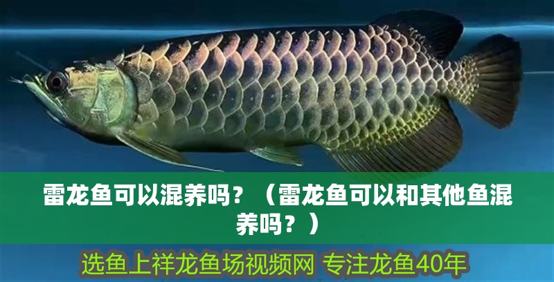雷龍魚可以混養嗎？（雷龍魚可以和其他魚混養嗎？）