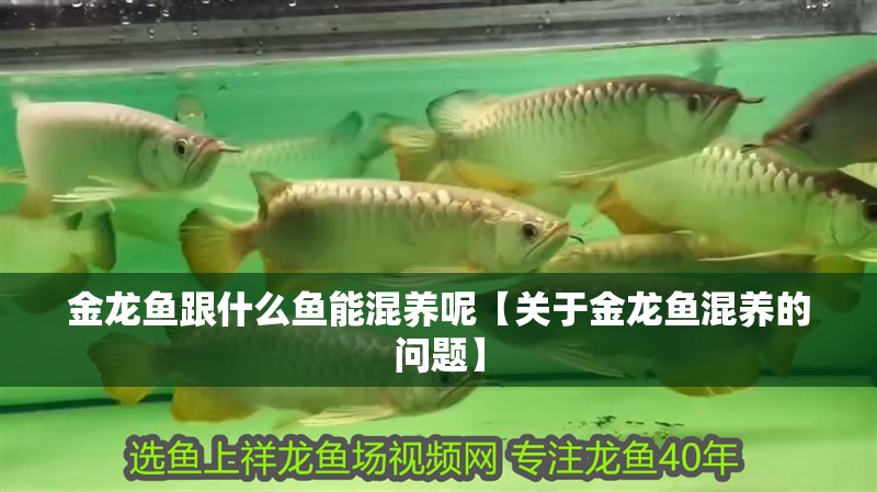 金龍魚跟什么魚能混養(yǎng)呢【關(guān)于金龍魚混養(yǎng)的問題】