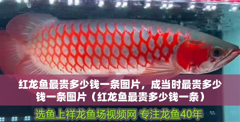 紅龍魚最貴多少錢一條圖片，成當時最貴多少錢一條圖片（紅龍魚最貴多少錢一條）