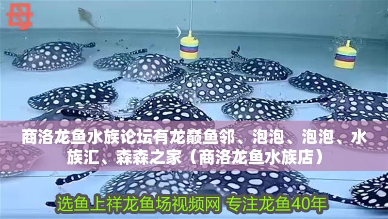 商洛龍魚(yú)水族論壇有龍巔魚(yú)鄰、泡泡、泡泡、水族匯、森森之家（商洛龍魚(yú)水族店）