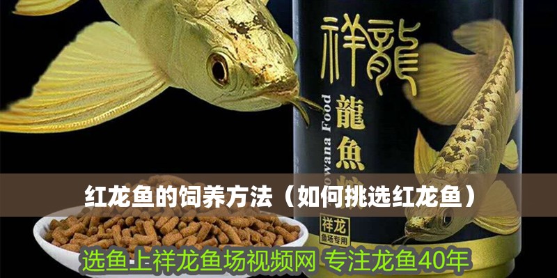 紅龍魚的飼養(yǎng)方法（如何挑選紅龍魚）