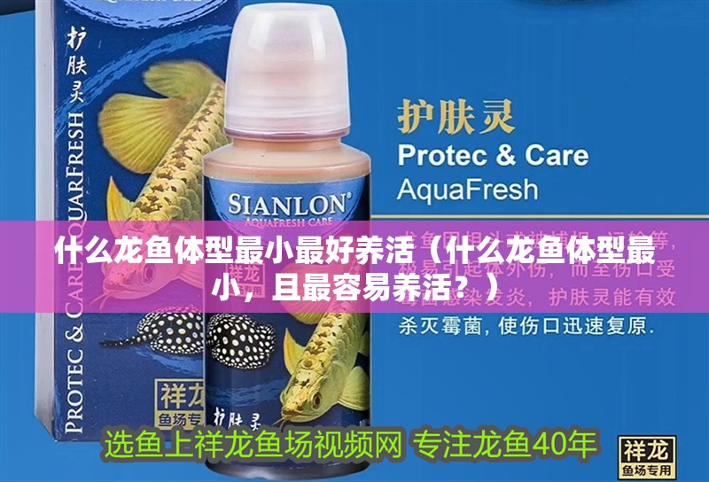 什么龍魚體型最小最好養(yǎng)活（什么龍魚體型最小，且最容易養(yǎng)活？）