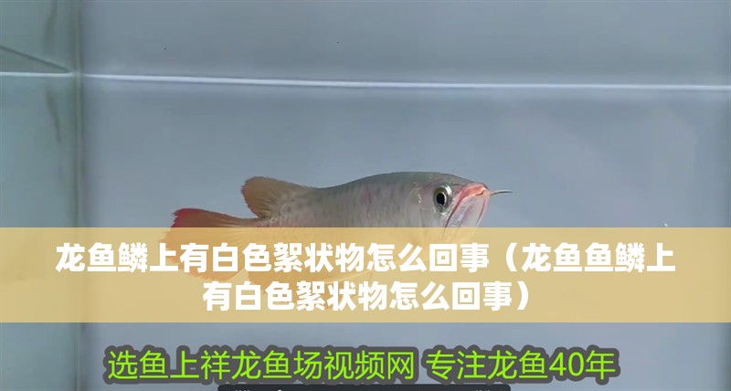龍魚(yú)鱗上有白色絮狀物怎么回事（龍魚(yú)魚(yú)鱗上有白色絮狀物怎么回事）
