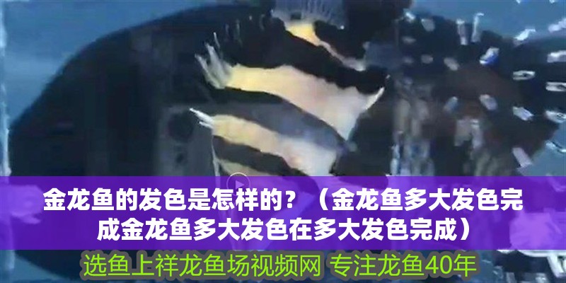 金龍魚的發色是怎樣的？（金龍魚多大發色完成金龍魚多大發色在多大發色完成） 金龍魚的發色是怎樣的？（金龍魚多大發色完成金龍魚多大發色在多大發色完成） 觀賞魚百科