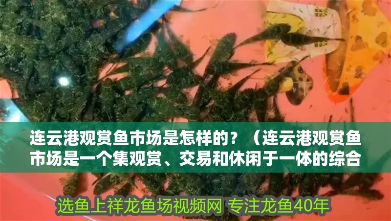 連云港觀賞魚市場是怎樣的？（連云港觀賞魚市場是一個集觀賞、交易和休閑于一體的綜合市場）