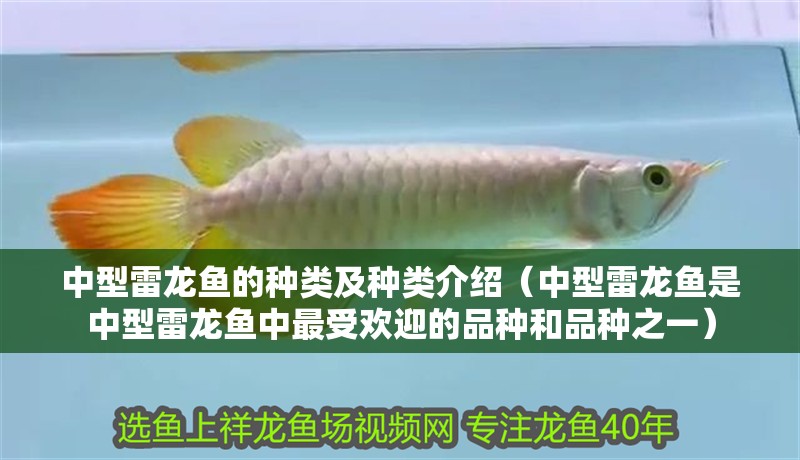 中型雷龍魚的種類及種類介紹（中型雷龍魚是中型雷龍魚中最受歡迎的品種和品種之一）