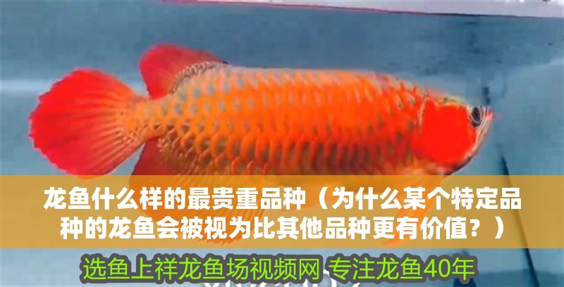 龍魚什么樣的最貴重品種（為什么某個特定品種的龍魚會被視為比其他品種更有價值？）