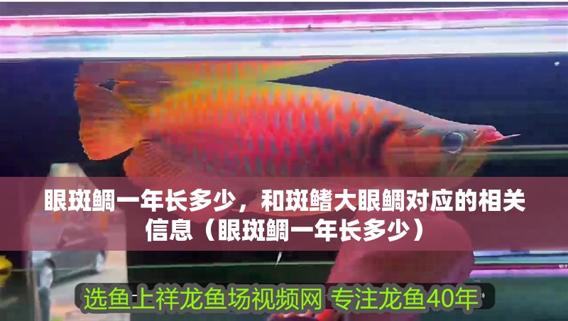 眼斑鯛一年長多少，和斑鰭大眼鯛對應的相關信息（眼斑鯛一年長多少）