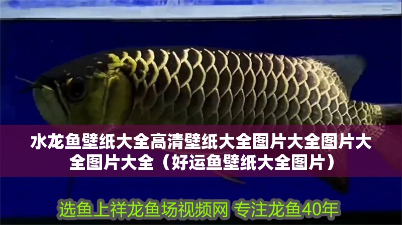 水龍魚壁紙大全高清壁紙大全圖片大全圖片大全圖片大全（好運魚壁紙大全圖片）