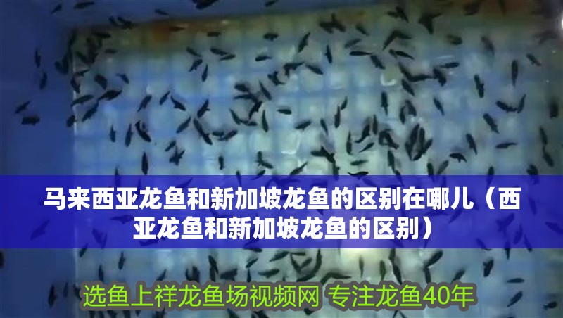 馬來西亞龍魚和新加坡龍魚的區別在哪兒（西亞龍魚和新加坡龍魚的區別）
