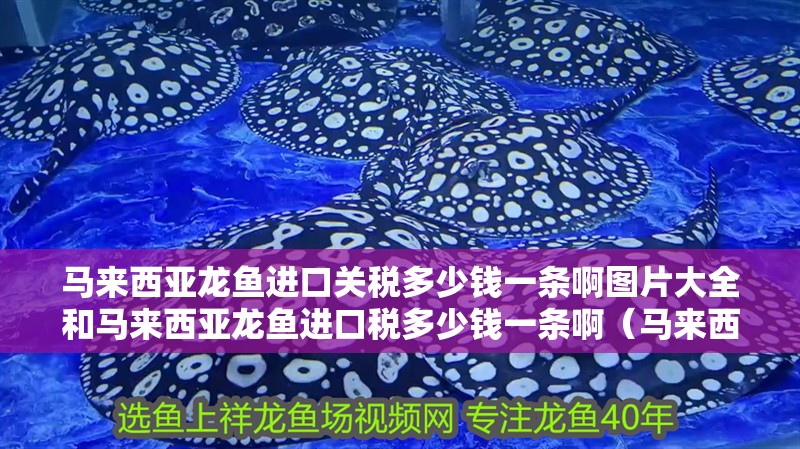 馬來西亞龍魚進口關稅多少錢一條啊圖片大全和馬來西亞龍魚進口稅多少錢一條啊（馬來西亞龍魚進口關稅多少錢一條）