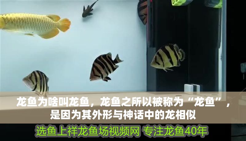 龍魚為啥叫龍魚，龍魚之所以被稱為“龍魚”，是因為其外形與神話中的龍相似