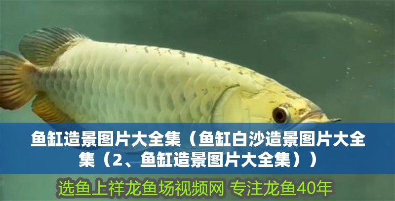 魚缸造景圖片大全集（魚缸白沙造景圖片大全集（2、魚缸造景圖片大全集））