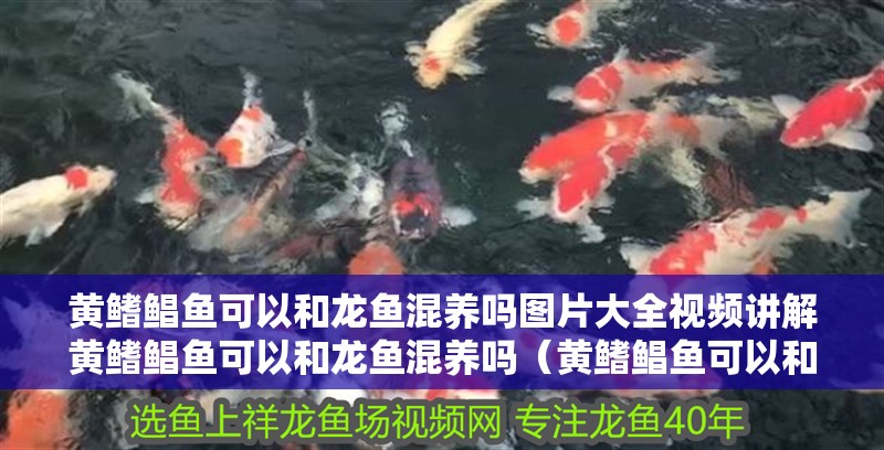 黃鰭鯧魚可以和龍魚混養(yǎng)嗎圖片大全視頻講解黃鰭鯧魚可以和龍魚混養(yǎng)嗎（黃鰭鯧魚可以和龍魚混養(yǎng)嗎）