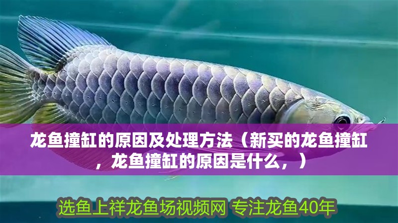 龍魚撞缸的原因及處理方法（新買的龍魚撞缸，龍魚撞缸的原因是什么，）