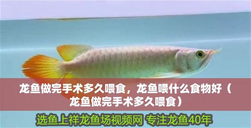 龍魚做完手術多久喂食，龍魚喂什么食物好（龍魚做完手術多久喂食）