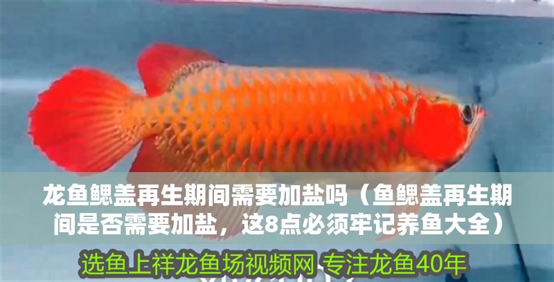 龍魚鰓蓋再生期間需要加鹽嗎（魚鰓蓋再生期間是否需要加鹽，這8點(diǎn)必須牢記養(yǎng)魚大全）