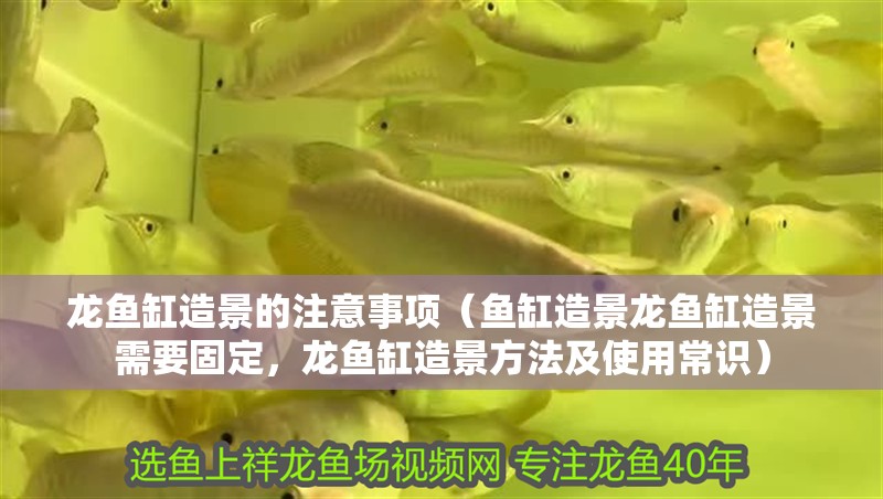 龍魚缸造景的注意事項（魚缸造景龍魚缸造景需要固定，龍魚缸造景方法及使用常識）