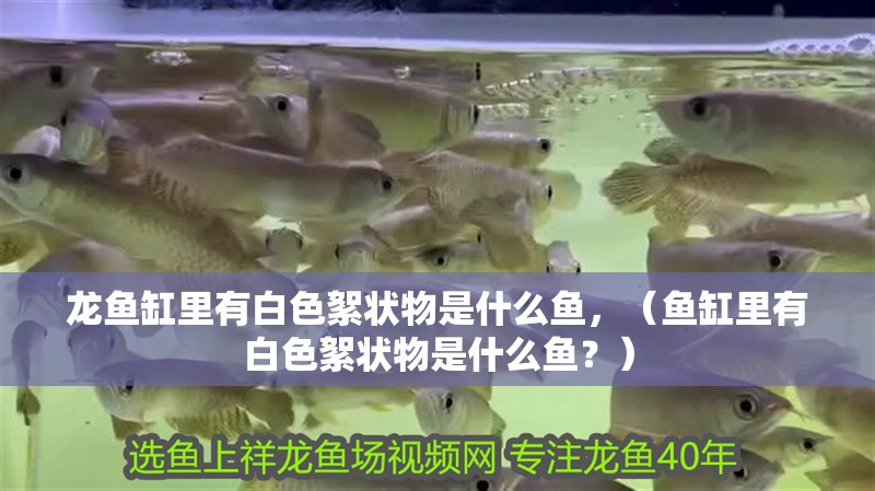 龍魚(yú)缸里有白色絮狀物是什么魚(yú)，（魚(yú)缸里有白色絮狀物是什么魚(yú)？）
