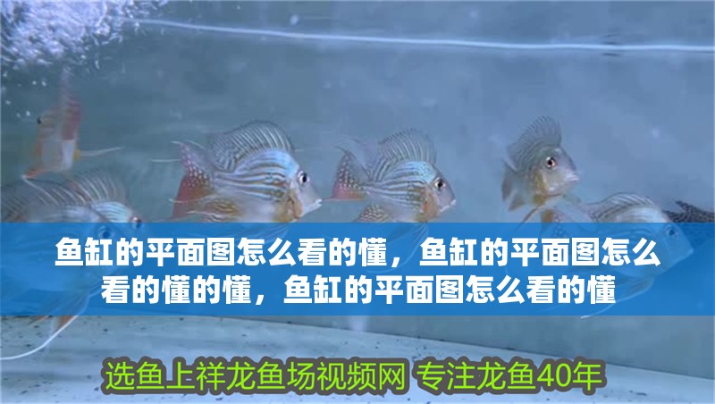 魚缸的平面圖怎么看的懂，魚缸的平面圖怎么看的懂的懂，魚缸的平面圖怎么看的懂 魚缸的平面圖怎么看的懂，魚缸的平面圖怎么看的懂的懂，魚缸的平面圖怎么看的懂 觀賞魚百科 第4張