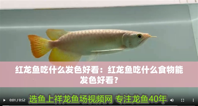 紅龍魚吃什么發色好看：紅龍魚吃什么食物能發色好看？