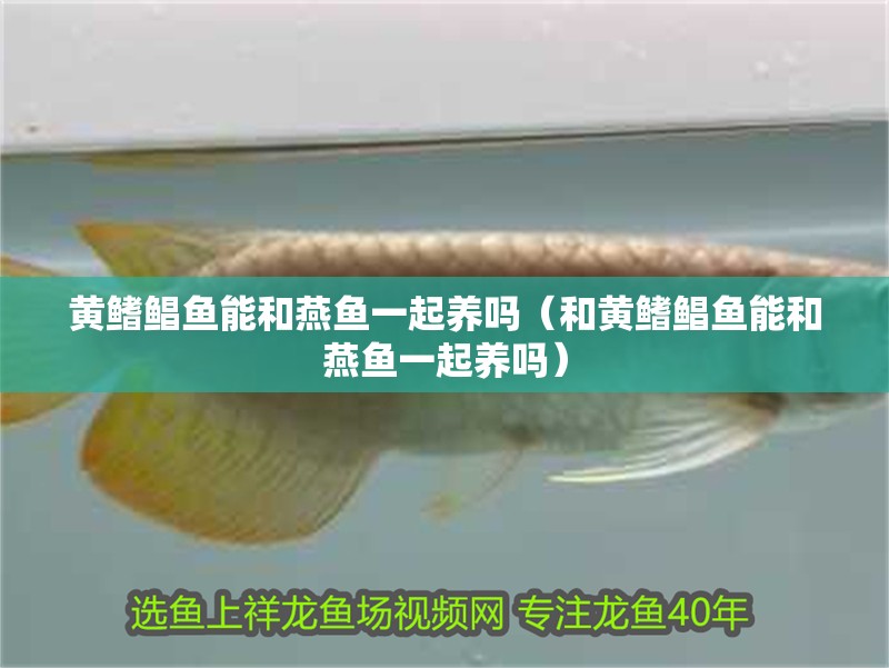 黃鰭鯧魚能和燕魚一起養嗎（和黃鰭鯧魚能和燕魚一起養嗎）