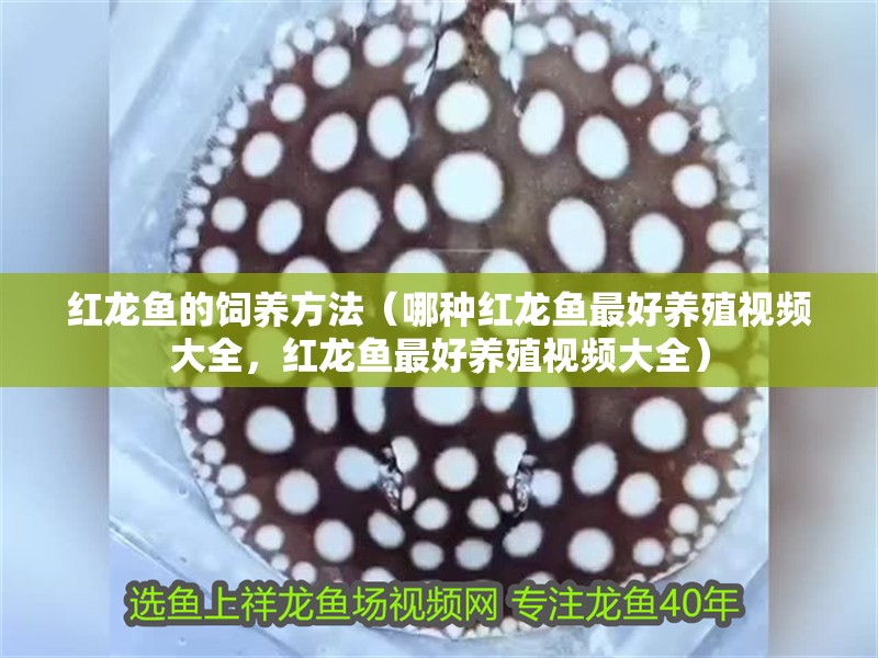紅龍魚的飼養(yǎng)方法（哪種紅龍魚最好養(yǎng)殖視頻大全，紅龍魚最好養(yǎng)殖視頻大全）