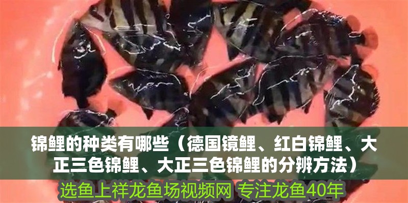 錦鯉的種類有哪些（德國鏡鯉、紅白錦鯉、大正三色錦鯉、大正三色錦鯉的分辨方法）