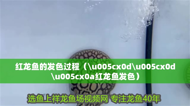 紅龍魚的發色過程（\u005cx0d\u005cx0d\u005cx0a紅龍魚發色）