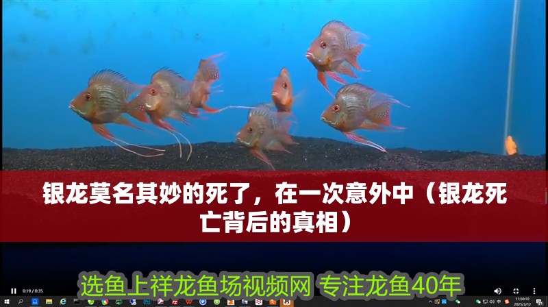 銀龍莫名其妙的死了，在一次意外中（銀龍死亡背后的真相）