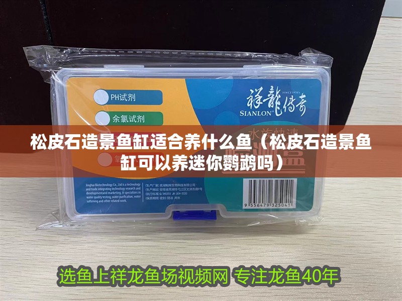 松皮石造景魚缸適合養(yǎng)什么魚（松皮石造景魚缸可以養(yǎng)迷你鸚鵡嗎）