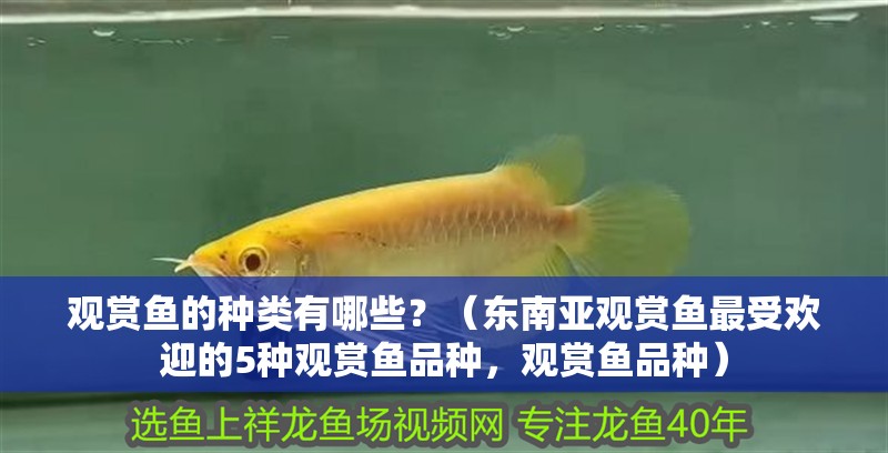 觀賞魚的種類有哪些？（東南亞觀賞魚最受歡迎的5種觀賞魚品種，觀賞魚品種） 觀賞魚的種類有哪些？（東南亞觀賞魚最受歡迎的5種觀賞魚品種，觀賞魚品種） 觀賞魚百科 第2張