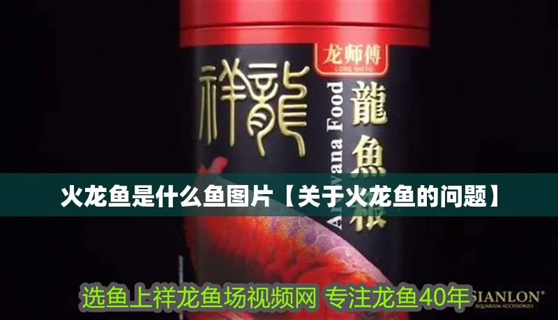 火龍魚是什么魚圖片【關于火龍魚的問題】