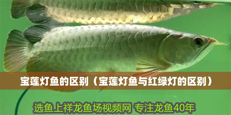 寶蓮燈魚的區(qū)別（寶蓮燈魚與紅綠燈的區(qū)別）