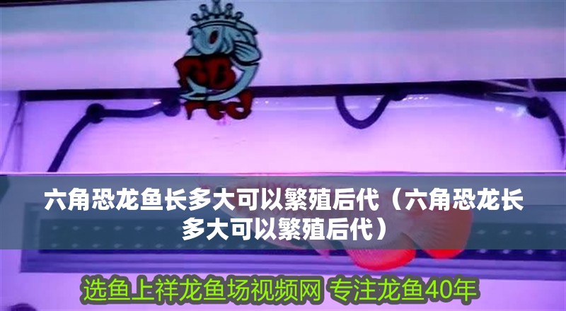 六角恐龍魚長多大可以繁殖后代（六角恐龍長多大可以繁殖后代） 六角恐龍魚長多大可以繁殖后代（六角恐龍長多大可以繁殖后代） 觀賞魚百科
