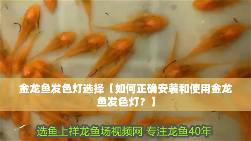 金龍魚發(fā)色燈選擇【如何正確安裝和使用金龍魚發(fā)色燈？】