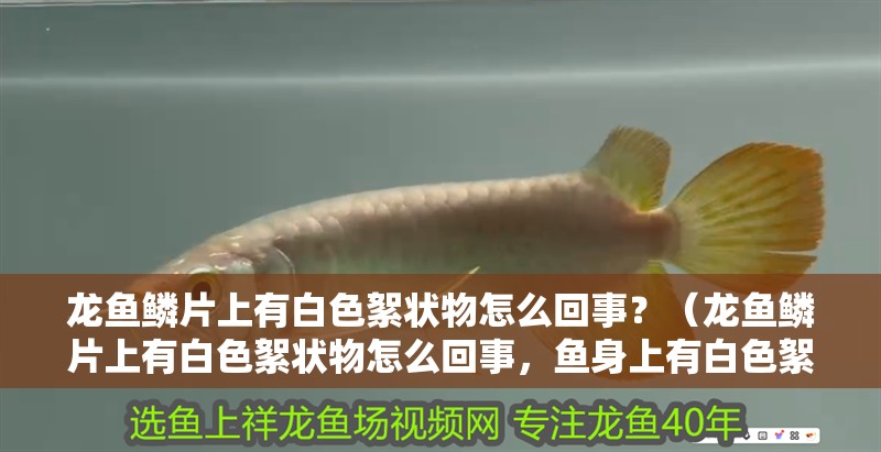 龍魚鱗片上有白色絮狀物怎么回事？（龍魚鱗片上有白色絮狀物怎么回事，魚身上有白色絮狀物怎么回事）