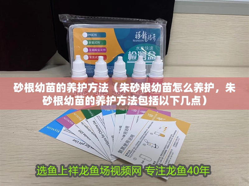 砂根幼苗的養(yǎng)護(hù)方法（朱砂根幼苗怎么養(yǎng)護(hù)，朱砂根幼苗的養(yǎng)護(hù)方法包括以下幾點）