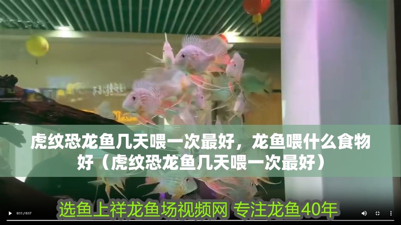 虎紋恐龍魚幾天喂一次最好，龍魚喂什么食物好（虎紋恐龍魚幾天喂一次最好） 虎紋恐龍魚幾天喂一次最好，龍魚喂什么食物好（虎紋恐龍魚幾天喂一次最好） 觀賞魚百科