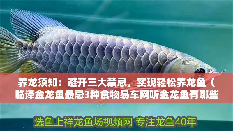 養(yǎng)龍須知：避開三大禁忌，實(shí)現(xiàn)輕松養(yǎng)龍魚（臨澤金龍魚最忌3種食物易車網(wǎng)聽金龍魚有哪些天敵）