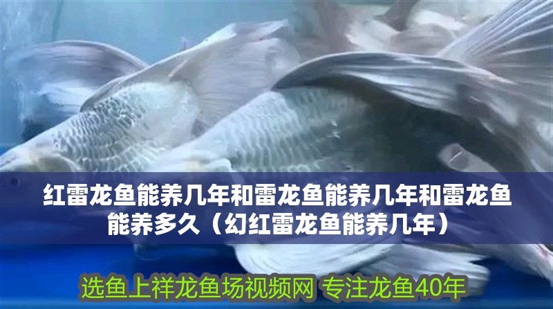 紅雷龍魚能養幾年和雷龍魚能養幾年和雷龍魚能養多久（幻紅雷龍魚能養幾年）