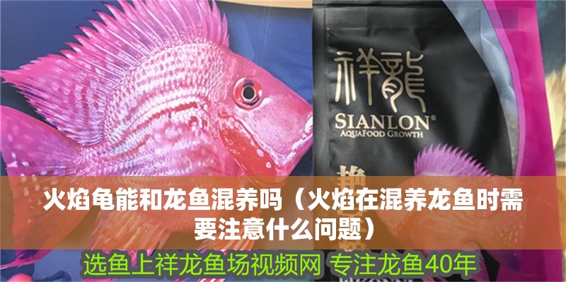 火焰龜能和龍魚混養嗎（火焰在混養龍魚時需要注意什么問題）