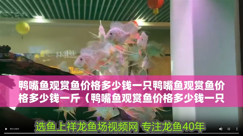 鴨嘴魚觀賞魚價格多少錢一只鴨嘴魚觀賞魚價格多少錢一斤（鴨嘴魚觀賞魚價格多少錢一只）