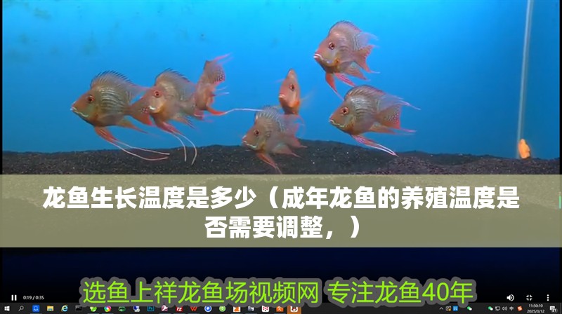 龍魚生長溫度是多少（成年龍魚的養殖溫度是否需要調整，） 龍魚生長溫度是多少（成年龍魚的養殖溫度是否需要調整，） 觀賞魚百科