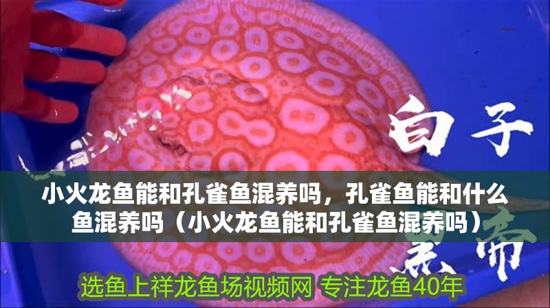 小火龍魚能和孔雀魚混養(yǎng)嗎，孔雀魚能和什么魚混養(yǎng)嗎（小火龍魚能和孔雀魚混養(yǎng)嗎）