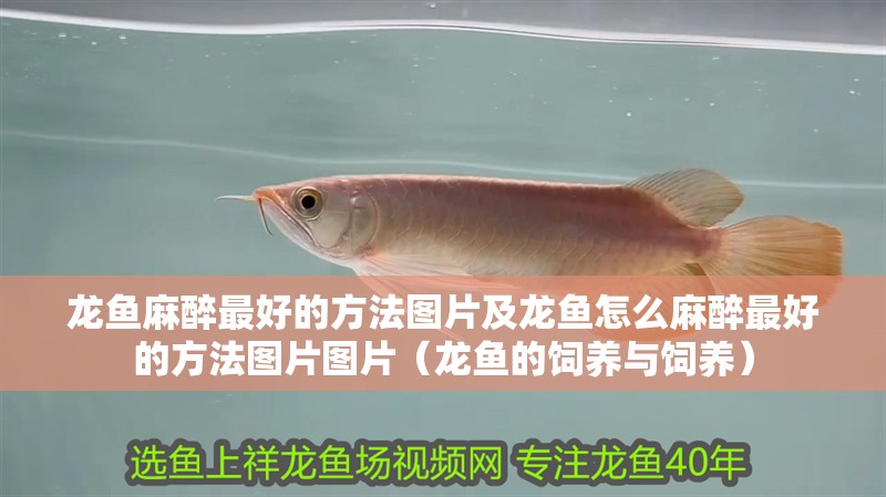 龍魚麻醉最好的方法圖片及龍魚怎么麻醉最好的方法圖片圖片（龍魚的飼養與飼養）