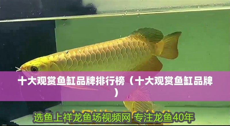 十大觀賞魚缸品牌排行榜（十大觀賞魚缸品牌）